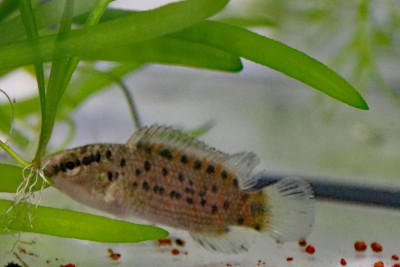 Badis assamensis