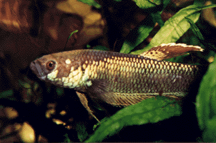 Betta unimaculata